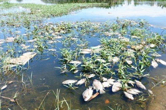 Quảng Nam: Cá chết hàng loạt trên sông Cổ Cò