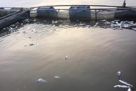 Hơn 40 tấn cá nuôi lồng ở Phú Thọ chết trắng sau khi thủy điện Hòa Bình xả đáy