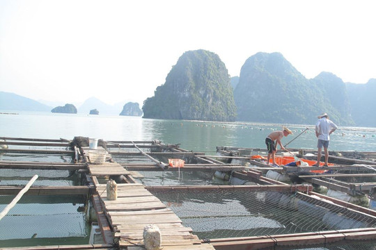 Phát triển bền vững nghề nuôi trồng thủy sản tại Quảng Ninh