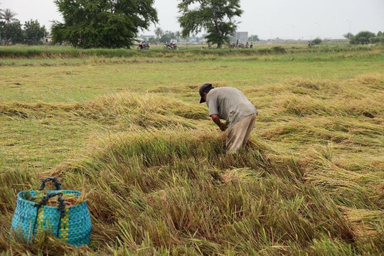 Ninh Thuận: Mưa lũ gây thiệt hại nặng nề cho sản xuất nông nghiệp