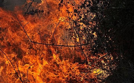 Syria ban bố tình trạng thảm họa quốc gia do cháy rừng