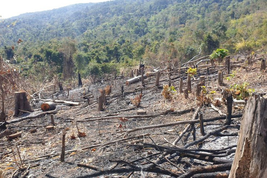 Diện tích rừng bị chặt phá tăng 45% từ đầu năm 2020 đến nay