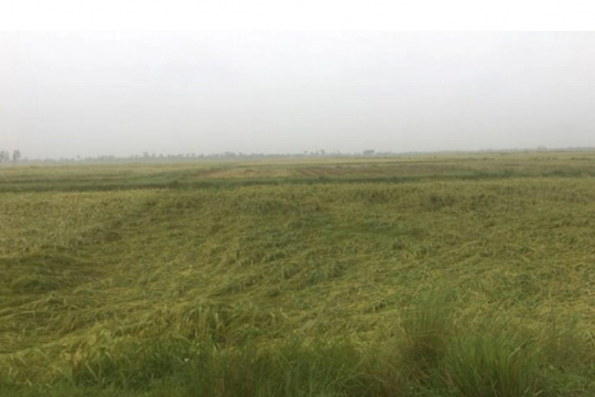 Hải Phòng mưa lớn kéo dài, gần 200ha lúa và rau màu bị ngập