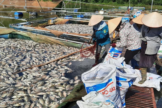 Điện Biên: Gần 80 tấn cá lồng chết nổi trắng trên hồ Hồng Khếnh