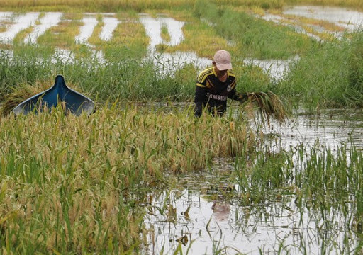 Hàng chục ha lúa ở Đồng bằng Sông Cửu Long ngập trong nước