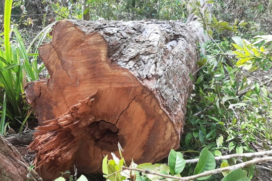 Kon Tum: Hơn 8.000m2 rừng bị tàn phá
