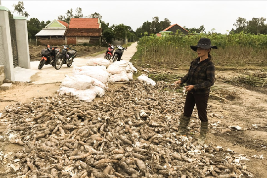 Quảng Nam: Người dân xót xa hàng trăm hec-ta sắn bị hư thối sau lũ