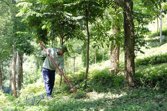 “1 triệu cây xanh cho Việt Nam” mang màu xanh đi khắp chiều dài đất nước