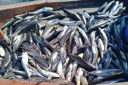 Lý Sơn (Quảng Ngãi): Cá bớp chết hàng loạt, ngư dân điêu đứng