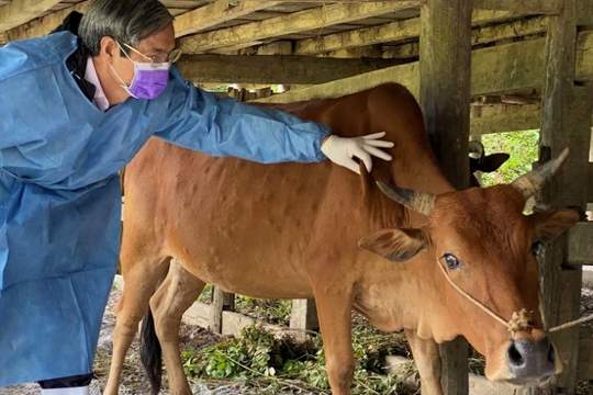 Cao Bằng: Khẩn trương vây ổ dịch bệnh viêm da nổi cục trên trâu bò