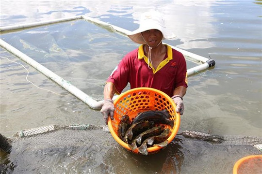 Khánh Hòa: Nông dân nuôi cá mú đạt hiệu quả kinh tế cao