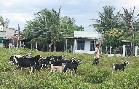 Ninh Thuận: Giá dê, cừu liên tục tăng cao
