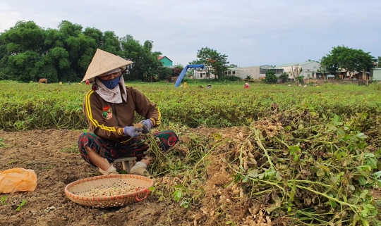Quảng Nam: Mô hình nông nghiệp thông minh cần được nhân rộng