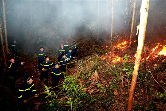 Gần 10 ha rừng trồng cháy dữ dội trong đêm tại Vĩnh Phúc