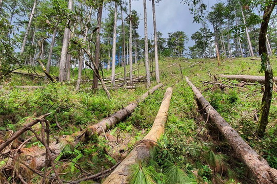 Diện tích rừng nguyên sinh còn nguyên của Việt Nam chỉ còn 0,25%