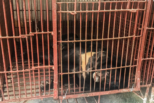 Giải cứu 15 cá thể gấu về các trung tâm cứu hộ
