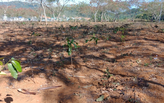 Tây Nguyên: Hơn 1,1 triệu ha đất nông nghiệp đã bị thoái hóa nặng