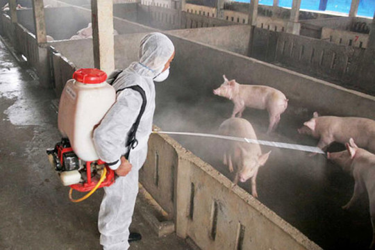Quyết liệt ngăn chặn bệnh dịch tả lợn châu Phi tại Hà Nội