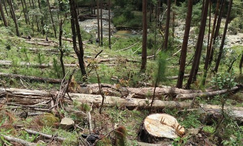 Phó thủ tướng chỉ đạo xử lý nghiêm vụ phá rừng phòng hộ tại Lâm Đồng