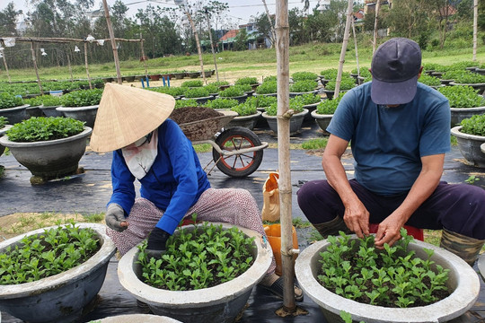 Đà Nẵng: Bảo đảm vụ Tết của bà con nông dân sau bão lũ