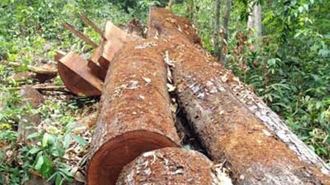 Quảng Ngãi: Phát hiện vụ phá rừng quy mô lớn