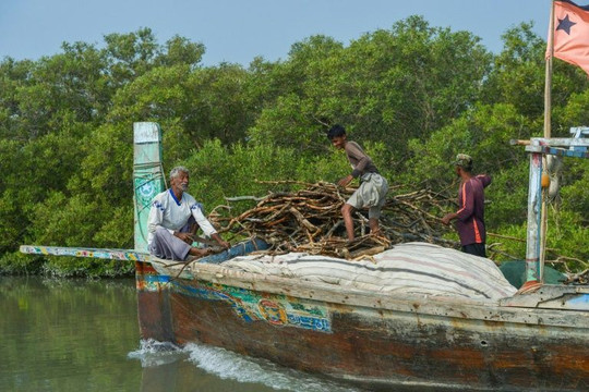 Đô thị hóa đe dọa rừng ngập mặn trên đảo Pakistan