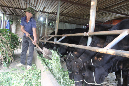 Hà Nội: Phát triển chăn nuôi bò thịt chất lượng cao