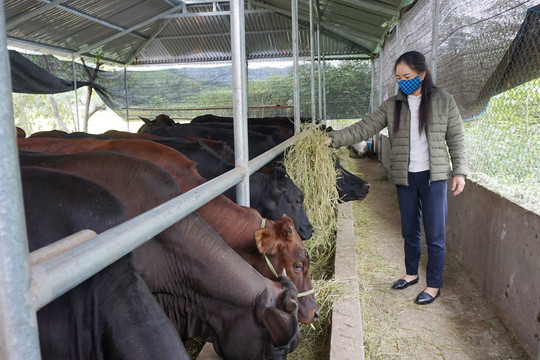Quảng Ninh: Nâng cao hiệu quả lĩnh vực chăn nuôi