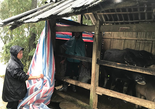 Chủ động phòng chống đói, rét cho đàn gia súc ở Sapa