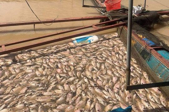 Hơn 1.600 tấn cá nuôi chết do lũ ở Đắk Nông và Đắk Lắk