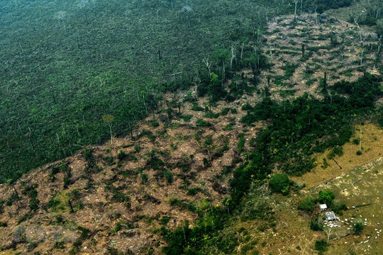 8% diện tích rừng Amazon bị tàn phá trong 18 năm qua