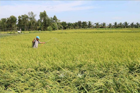 Trà Vinh: Hơn 500 tỷ đồng hỗ trợ nông dân sản xuất thích ứng biến đổi khí hậu ĐBSCL