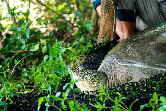 Xác nhận rùa mai mềm tìm thấy ở Đồng Mô là rùa Hoàn Kiếm quý hiếm