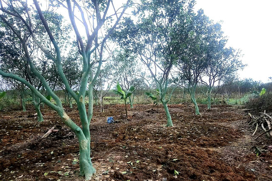 Thừa Thiên Huế: Nông dân nỗ lực cứu cây thanh trà đặc sản sau lũ