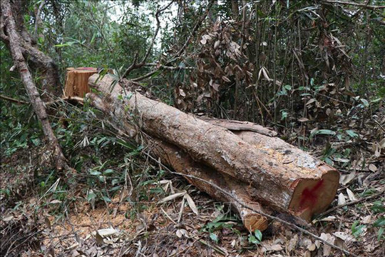 Điện Biên: Phát hiện hơn 170 cây bị chặt hạ ở rừng đặc dụng Mường Phăng