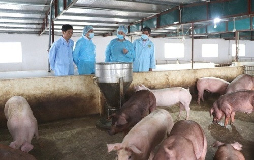 Thanh Hóa: Tăng cường phòng chống dịch bệnh trên đàn vật nuôi