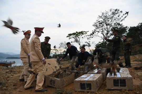 Hà Tĩnh: Giải cứu 500 con chào mào tái thả vào Vườn Quốc gia Vũ Quang