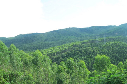 Thủ tướng yêu cầu nghiên cứu cơ chế áp dụng chỉ số môi trường rừng