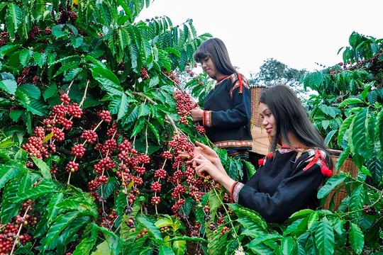 Đắk Lắk: Năng suất cà phê vượt trội từ chương trình tái canh