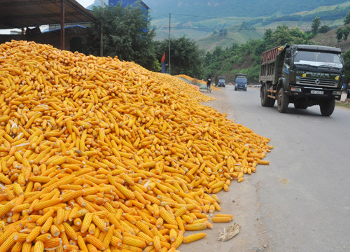 Sơn La: Các đại lý tăng giá thu mua ngô, sắn, nông dân phấn khởi