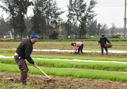 Hà Tĩnh: Nông dân huyện ven biển nhanh tay sản xuất vụ xuân