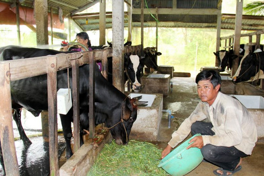 Cần Thơ: Nông dân thu nhập khá nhờ nuôi bò sữa