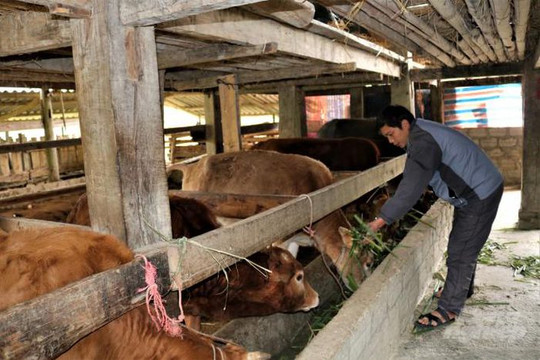 Hà Giang: Bảo vệ đàn gia súc, giảm thiệt hại do rét đậm, rét hại