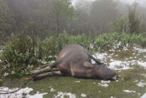 Yên Bái: Gia súc chết vì rét đậm, rét hại