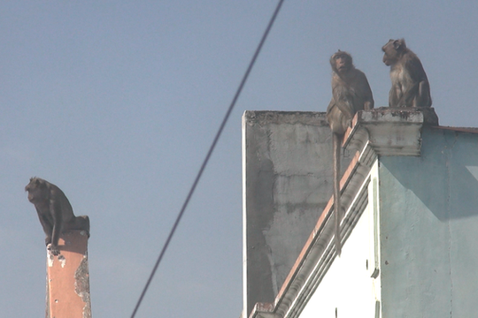 TP. Hồ Chí Minh: Sẽ đưa đàn khỉ quậy phá khu dân cư về môi trường tự nhiên