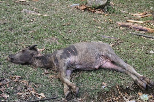 Nghệ An: Hơn 400 con trâu, bò, lợn chết rét