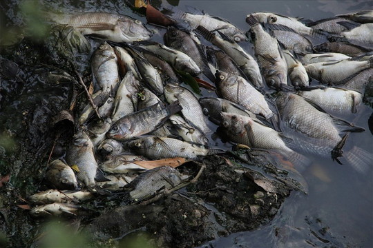 Bình Dương: Cá chết nổi trắng kênh Bưng Cải ở Thủ Dầu Một