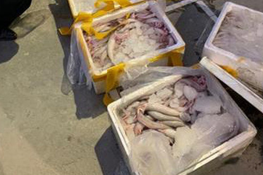 Thanh Hóa: Bắt giữ xe tải vận chuyển 2,5 tấn cá khoai ướp formol chống thối