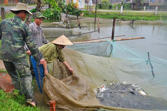 Nghệ An: Ngành thủy sản đối diện nhiều thách thức