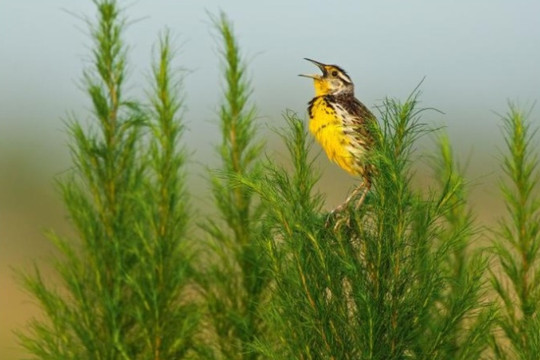 Mỹ: Giảm ô nhiễm ozone đã bảo vệ hơn 1,5 tỷ con chim trước nguy cơ tuyệt chủng